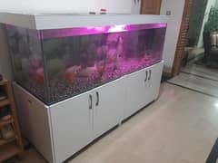 6 ft x 2 ft x 2 ft aquarium with waterproof wood