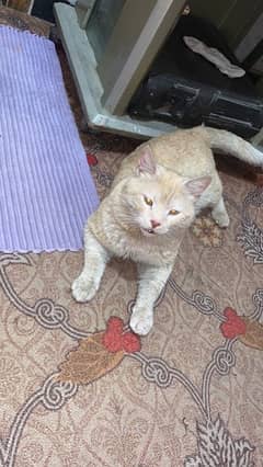 single Coated yellow Eyes Percian male cat