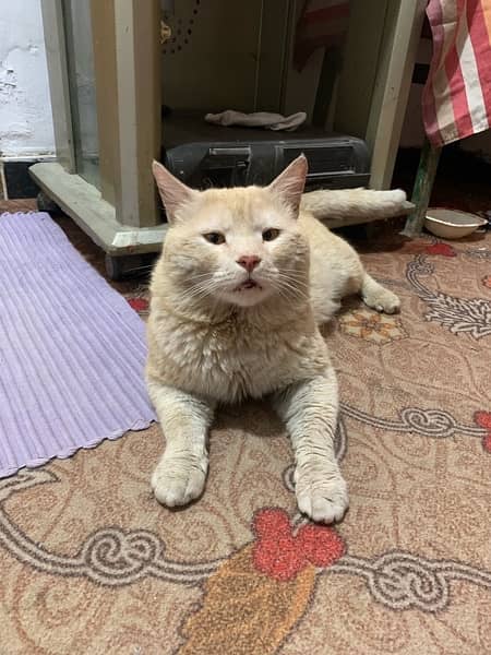 single Coated yellow Eyes Percian male cat 3