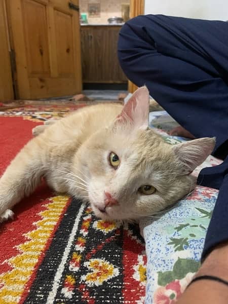 single Coated yellow Eyes Percian male cat 4