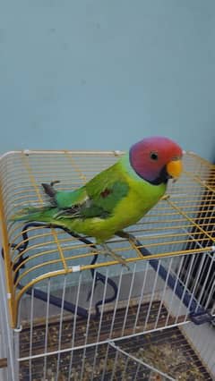 Plum Headed Parakeet | Male | 3 Year | 10,000