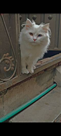 male and female breed persian vacsin all ok. . . number 03120474954