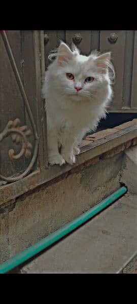 male and female breed persian vacsin all ok. . . number 03120474954 0