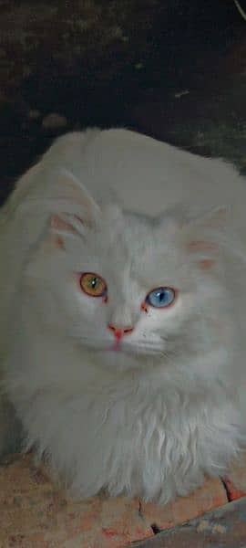 male and female breed persian vacsin all ok. . . number 03120474954 1