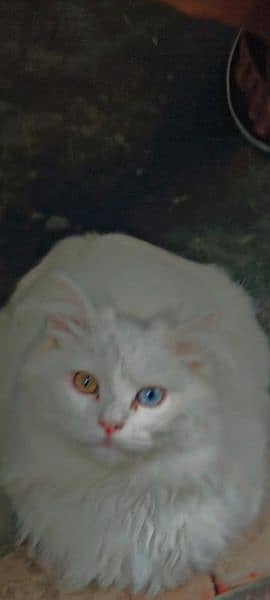 male and female breed persian vacsin all ok. . . number 03120474954 2