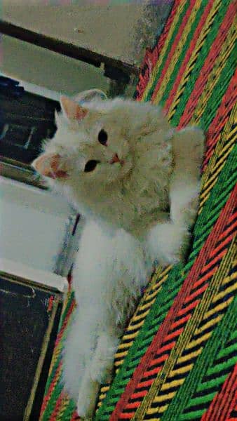 male and female breed persian vacsin all ok. . . number 03120474954 5