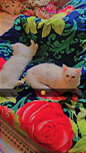 male and female breed persian vacsin all ok. . . number 03120474954 6