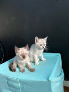 Siamese kittens ( 2 months )