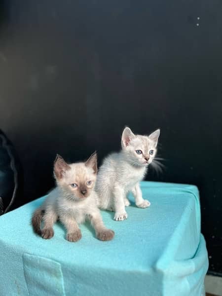 Siamese kittens ( 2 months ) 1