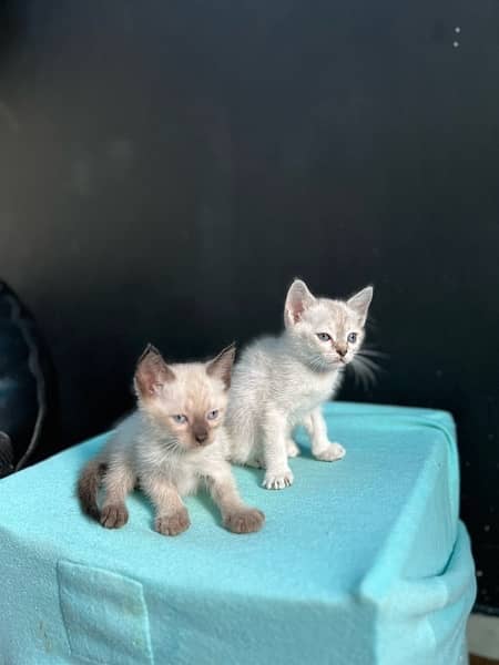 Siamese kittens ( 2 months ) 3