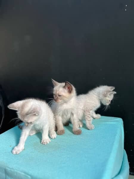 Siamese kittens ( 2 months ) 4