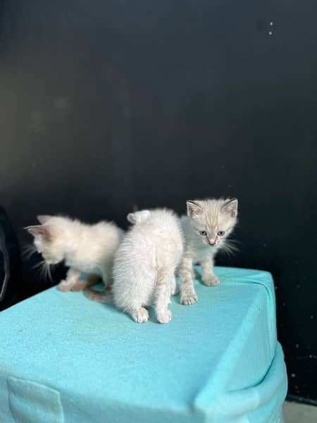 Siamese kittens ( 2 months ) 6