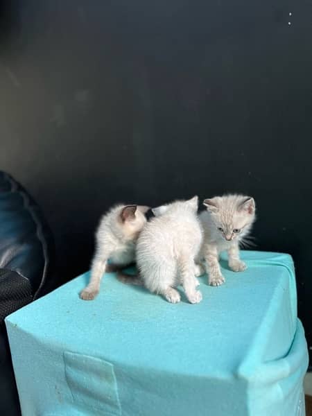 Siamese kittens ( 2 months ) 7