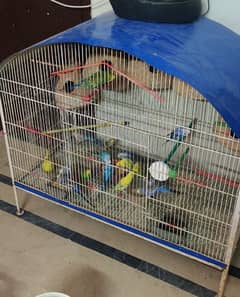 Australian parrots with cage 0