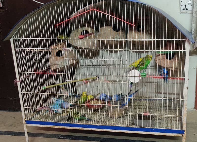 Australian parrots with cage 1
