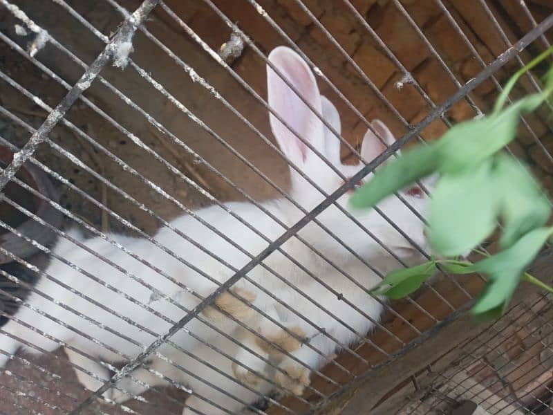 healthy and active red eye rabbits 1