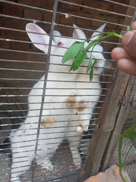 healthy and active red eye rabbits 3