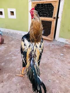 Java Pure Aseel Mianwali, Aseel Murga or Rooster 0