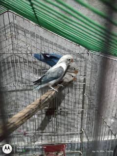 Blue fisheri love birds phathay available for sale