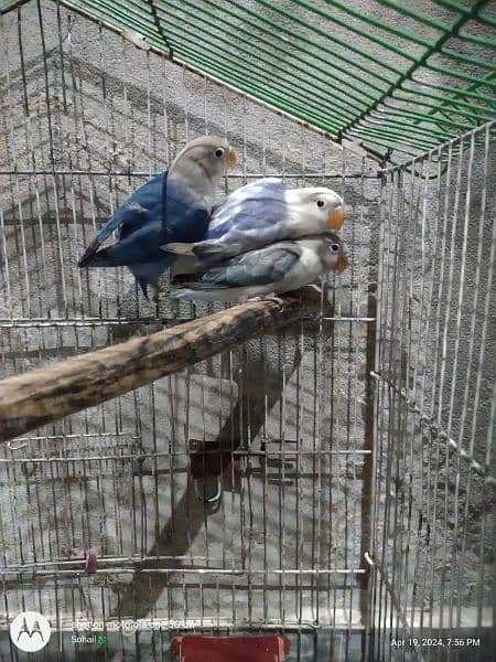 Blue fisheri love birds phathay available for sale 2