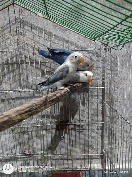Blue fisheri love birds phathay available for sale 3