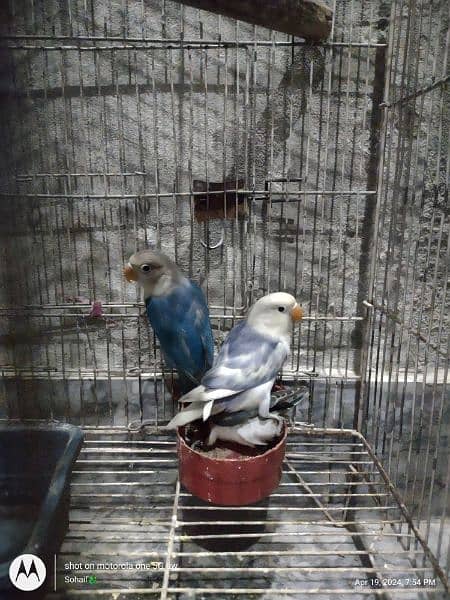 Blue fisheri love birds phathay available for sale 4
