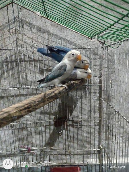 Blue fisheri love birds phathay available for sale 5
