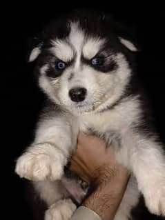 proper whoolycaot Blue eye's puppies available