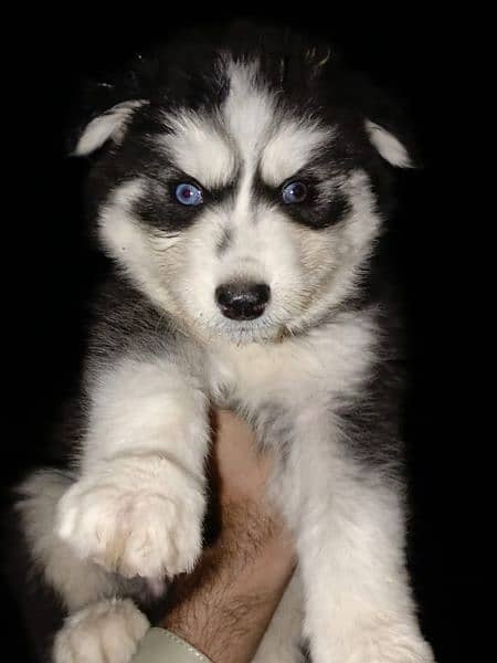 proper whoolycaot Blue eye's puppies available 2