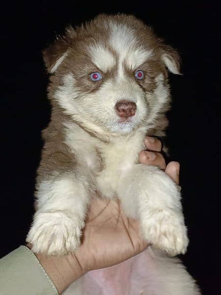 proper whoolycaot Blue eye's puppies available 3