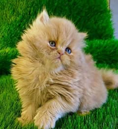 Persian Cat/Persian kitten/for sale