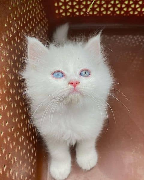 Persian Cat/Persian kitten/for sale 4