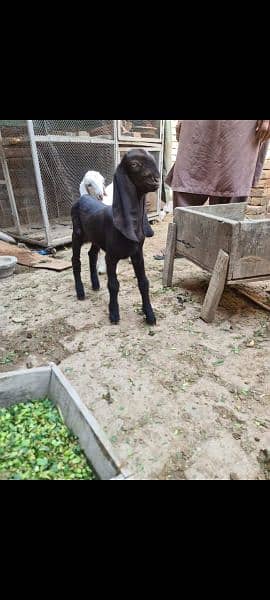 goats for sale 4