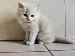 Semi Punch Persian female kitten 0