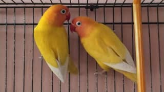 love birds  confirm breeder pair exchange possible