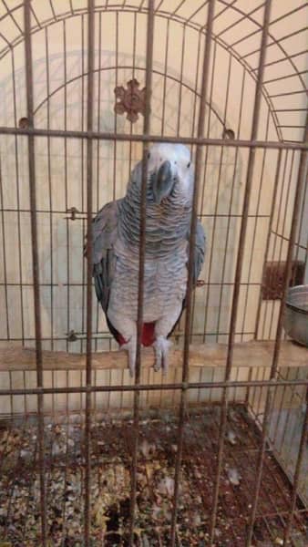 African Grey Parrot 0