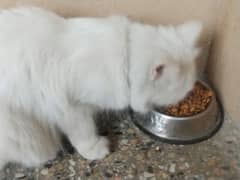 white colour persian doll faced famale cat