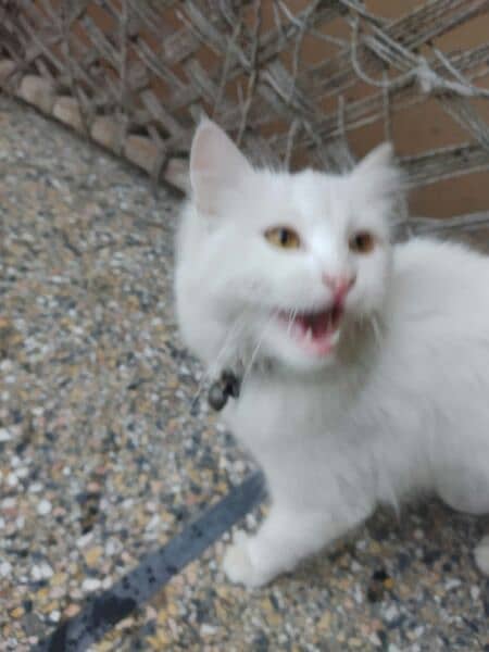 white colour persian doll faced famale cat 1