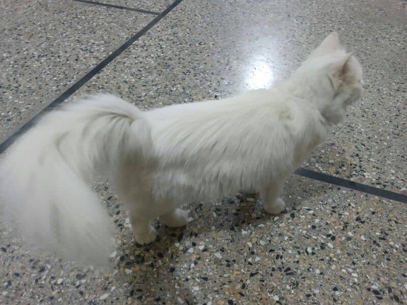 white colour persian doll faced famale cat 3