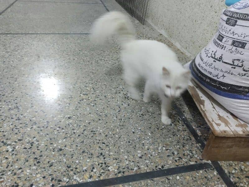 white colour persian doll faced famale cat 4