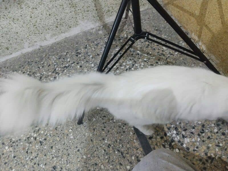 white colour persian doll faced famale cat 5