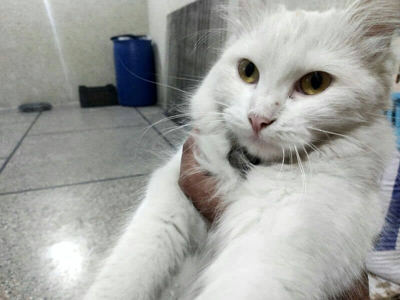 white colour persian doll faced famale cat 6