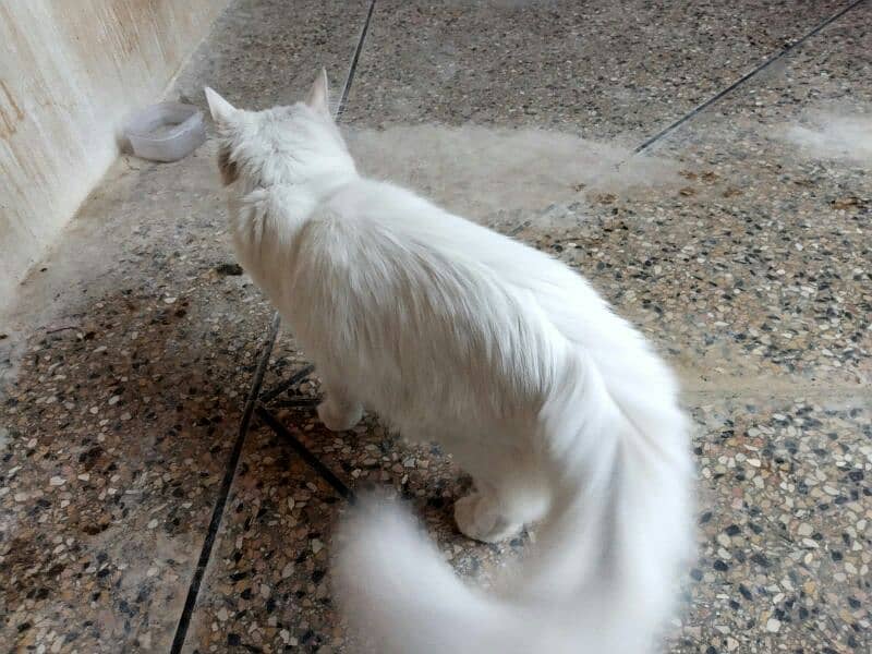 white colour persian doll faced famale cat 8
