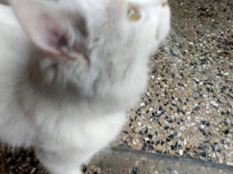 white colour persian doll faced famale cat 9
