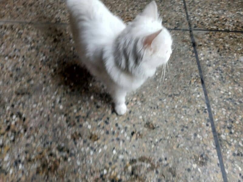 white colour persian doll faced famale cat 10