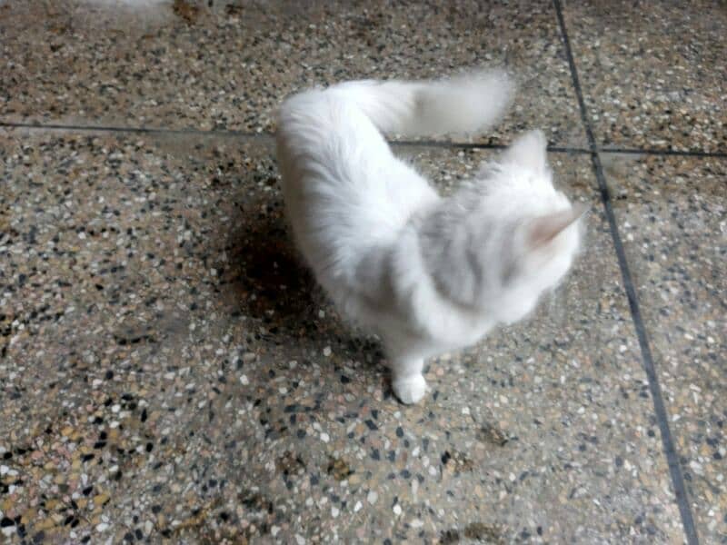 white colour persian doll faced famale cat 11