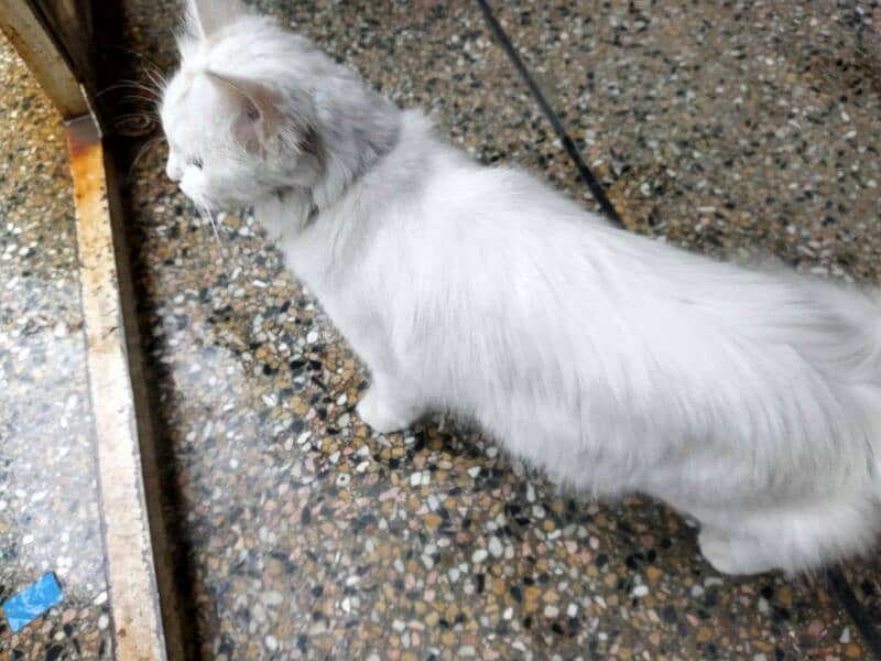 white colour persian doll faced famale cat 13