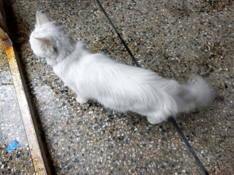 white colour persian doll faced famale cat 14