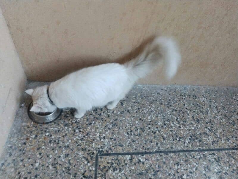 white colour persian doll faced famale cat 15