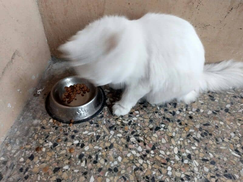 white colour persian doll faced famale cat 16